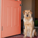 A dog sitting in front of a door